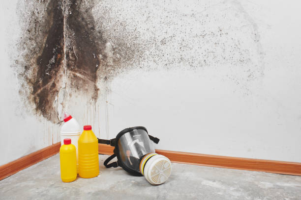Best Preventive Mold Services in Mountain View, NC
