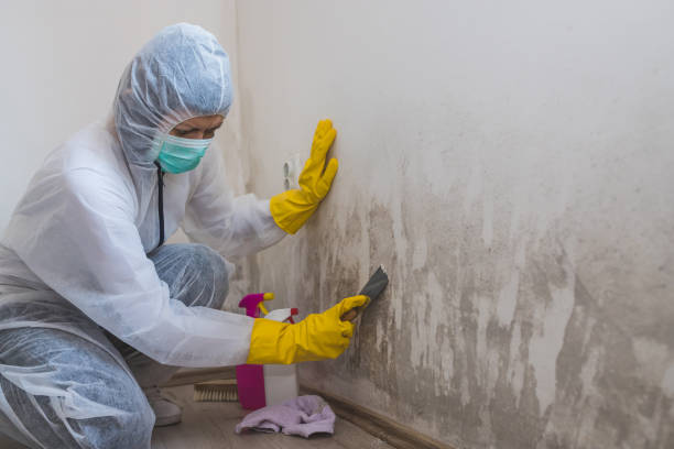 Best Basement Mold Remediation in Mountain View, NC