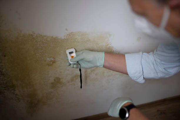 Best Mold Remediation for Specific Building Types in Mountain View, NC