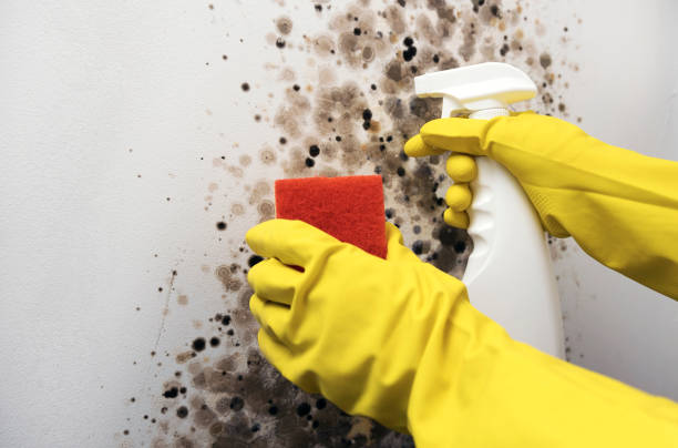 Best Localized Mold Remediation (e.g., coastal areas, humid climates) in Mountain View, NC