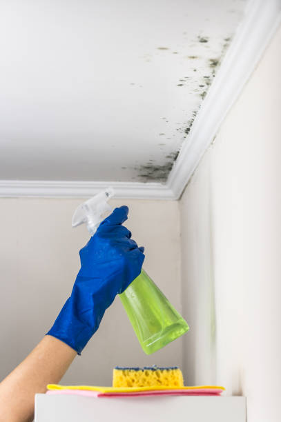 Best Black Mold Remediation in Mountain View, NC