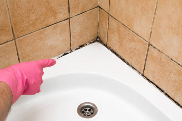 Best Health and Safety Mold Remediation in Mountain View, NC